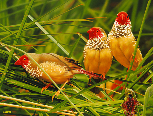 Manipal Bird 